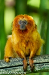 tamarin lion / golden lion tamarin