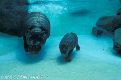 hippopotame nain / pigmy hippopotamus