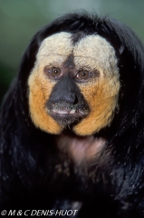 saki à face blanche / white-faced saki