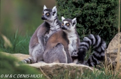 lemur catta