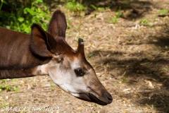 okapi