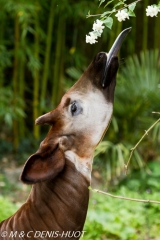 okapi