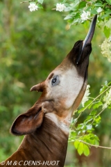 okapi