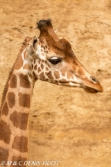 girafe / giraffa