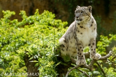 panthère des neiges / snow leopard