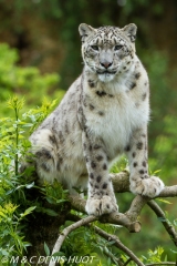 panthère des neiges / snow leopard