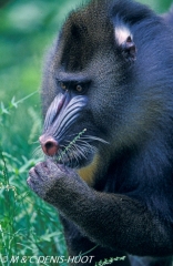 Mandrill