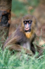 Mandrill