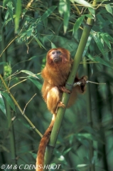 tamarin lion / golden lion tamarin