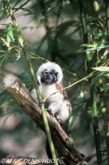 tamarin pinche / cotton-top tamarin