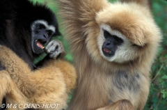 gibbon à mains blanches / white-handed gibbon