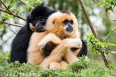 gibbon à favoris roux / yellow cheeked gibbon