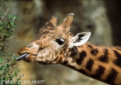 girafe / giraffa